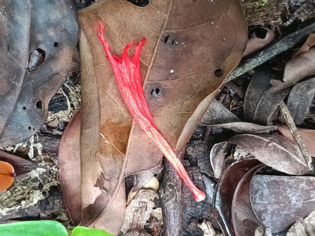 Columnea oerstediana; photograph (c) Guillaume Delaitre, some rights reserved (CC BY)