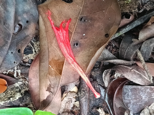 Columnea oerstediana