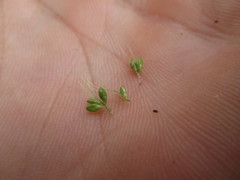 Setaria viridis major