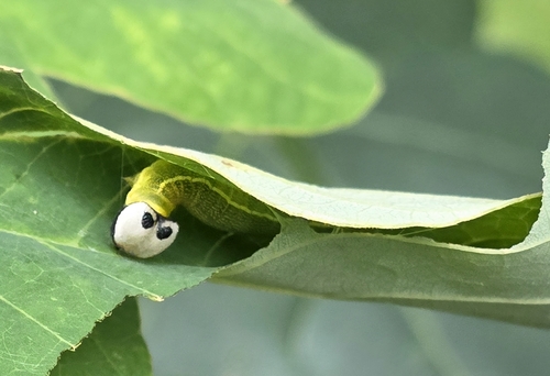 Florida Hammock Skipper