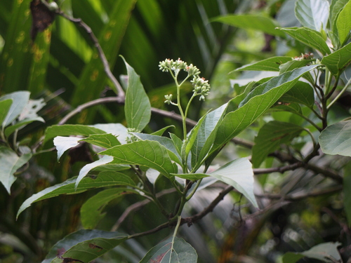 Cordia aspera observed 2025-07-02
