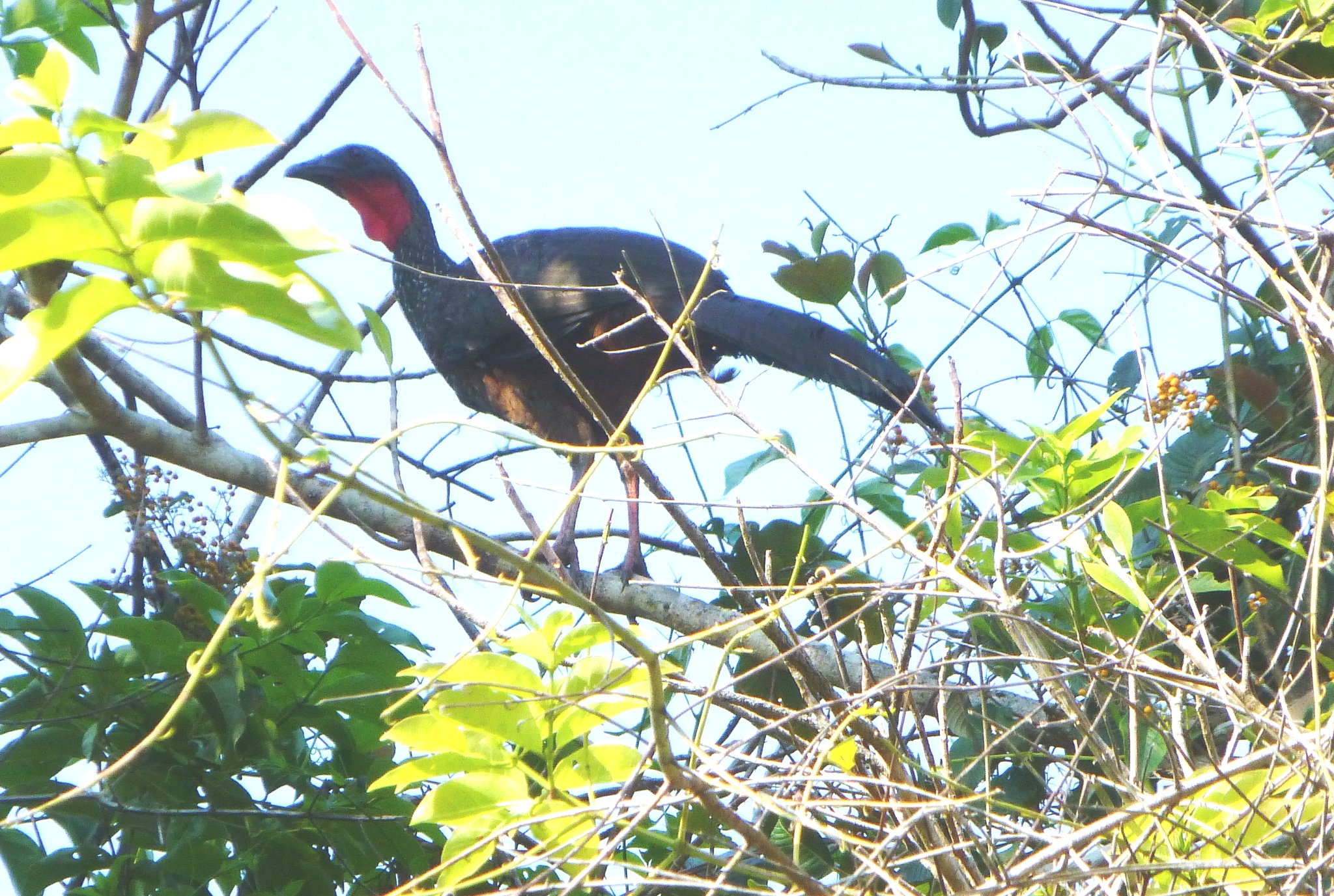 Spix's Guan (Penelope jacquacu), photo 3