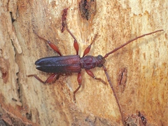 Callidiopis praecox