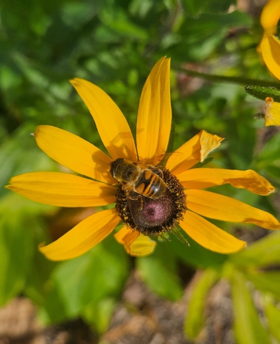 Unknown species found near Prospect Hill, Somerville, MA 02143, USA