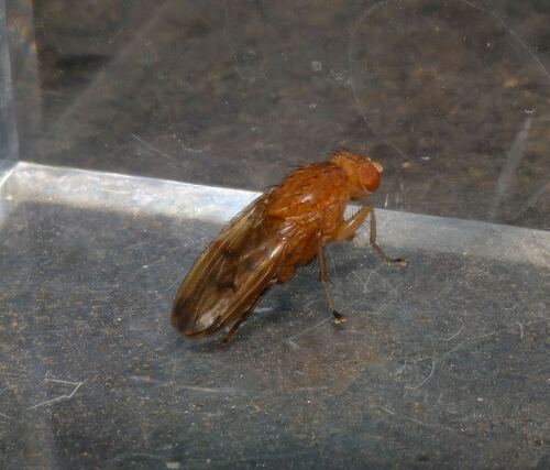 Unknown species found near Rockdale County, GA, USA