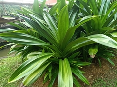 Pandanus dubius