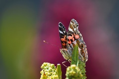 Vanessa altissima