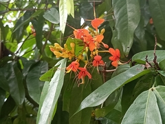 Saraca declinata