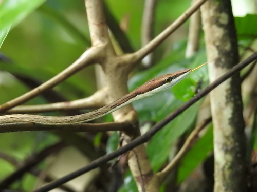 Oxybelis koehleri