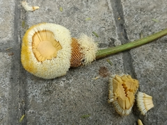Parkia speciosa
