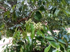 Syzygium zeylanicum