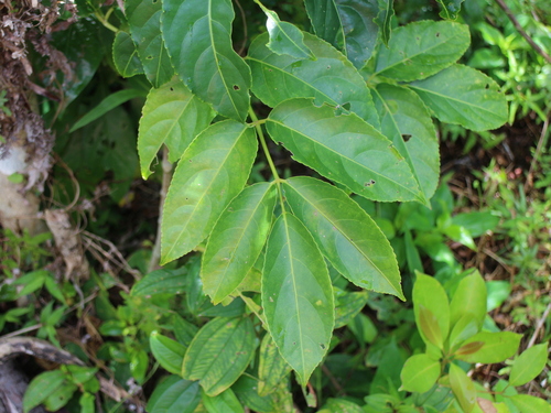 Dalrympelea trifoliata observed 2025-06-30
