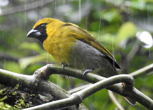Caryothraustes poliogaster