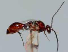 Fustiserphus longiceps