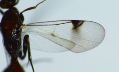 Fustiserphus longiceps