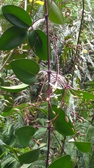 Clematis crassifolia