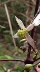 Clematis crassifolia