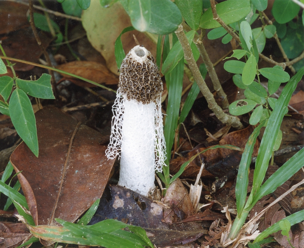 Phallus indusiatus · January 2004 · photo: © davidfbird (iNaturalist, cc0)