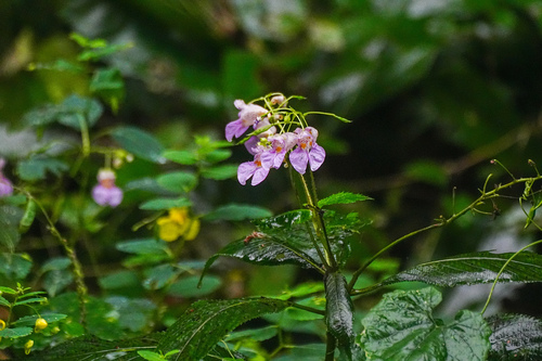Impatiens textorii (Impatiens textorii)