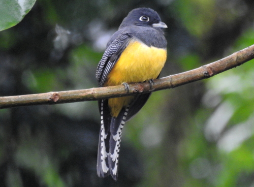 Trogon caligatus