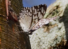 Hamadryas feronia farinulenta