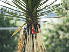 Pyrocephalus rubinus