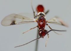 Fustiserphus longiceps