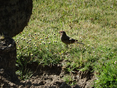 Haemorhous mexicanus