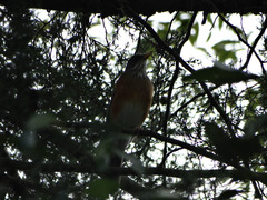 Turdus rufopalliatus