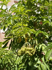 Sambucus peruviana