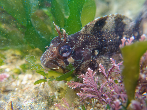 Gehoornde slijmvis (Parablennius gattorugine) — Blenniidae
