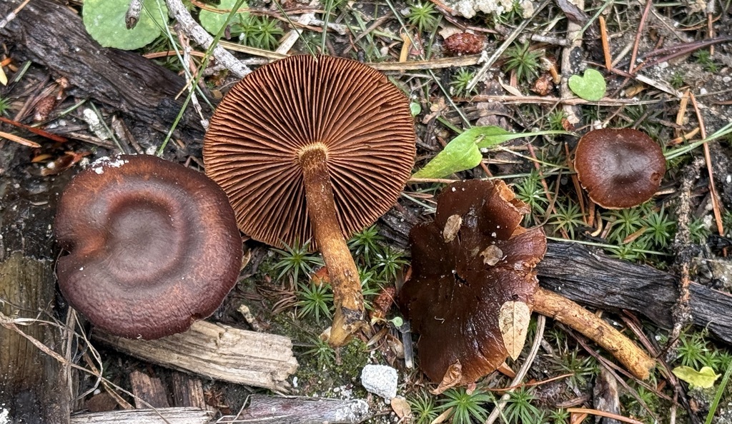 Cortinarius sp. 'ammiratii-ID01'