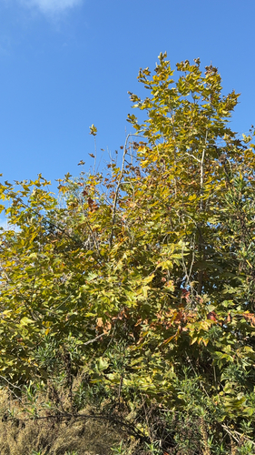 iNaturalist observation photo of western sycamore
