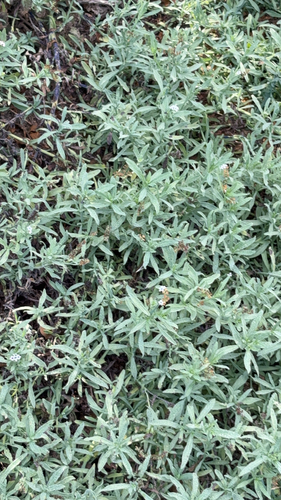 iNaturalist observation photo of alkali heliotrope