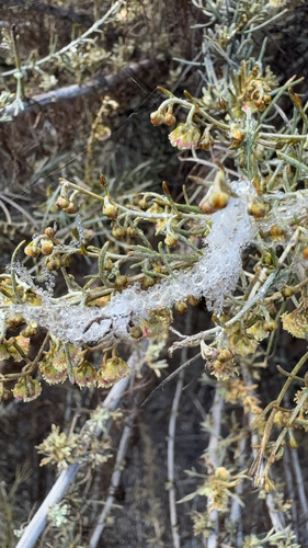 iNaturalist observation photo of California sagebrush