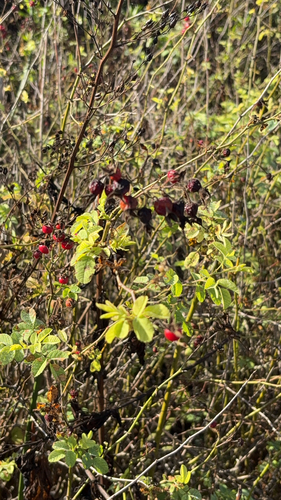 iNaturalist observation photo of California Wild Rose