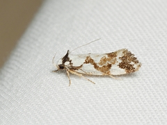 Machetis aphrobola