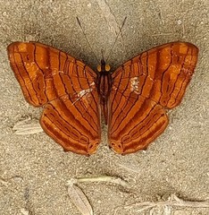 Chersonesia intermedia