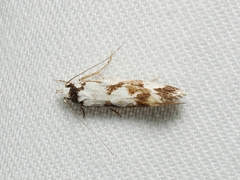 Machetis aphrobola