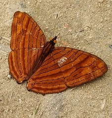 Chersonesia intermedia