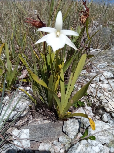 Angraecum protensum