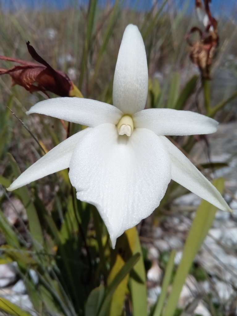 Angraecum protensum