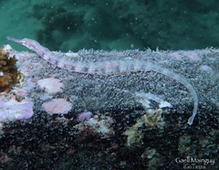 Corythoichthys intestinalis