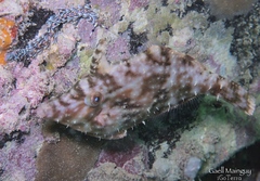 Pseudomonacanthus macrurus