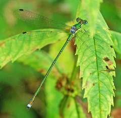 Lestes temporalis