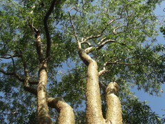 Bursera lancifolia