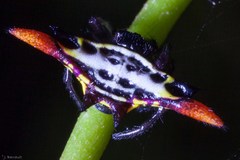 Gasteracantha westringi