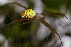 Cyrtophora cylindroides