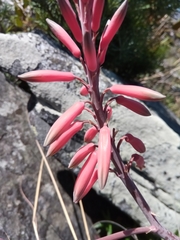 Aloe erythrophylla