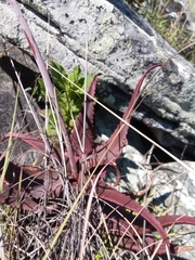 Aloe erythrophylla
